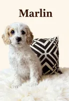 Mini Marlin, a male Cockapoo for sale in Port Richey, FL – 5 of 9