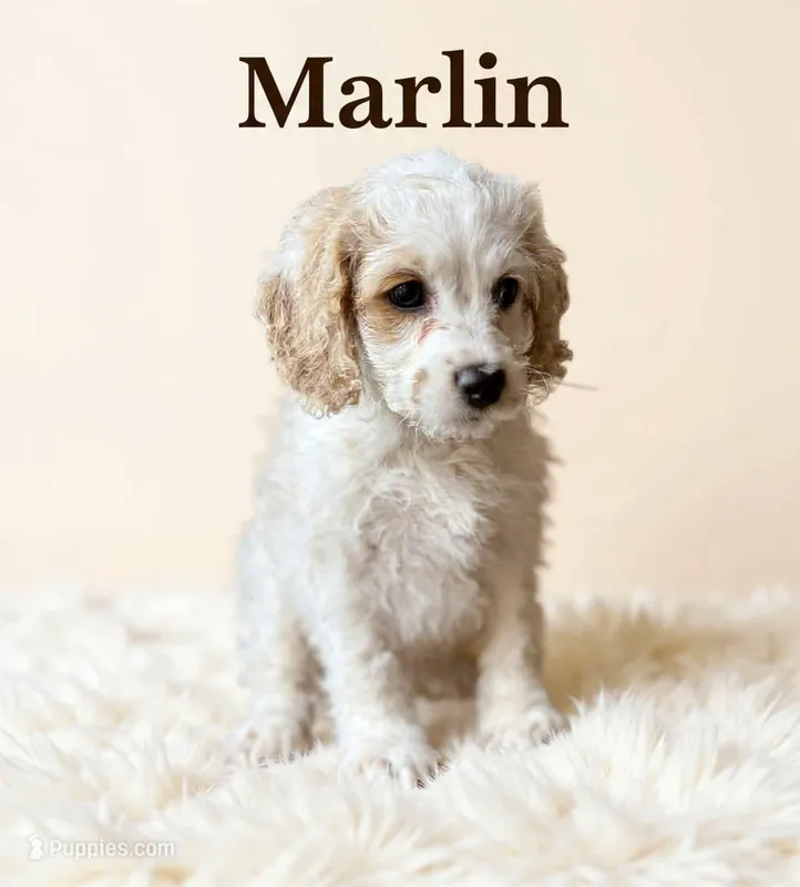 Mini Marlin – Cockapoo puppy for sale in Spring Hill, FL