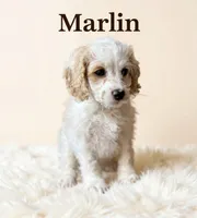 Mini Marlin, a male Cockapoo for sale in Port Richey, FL – 3 of 9