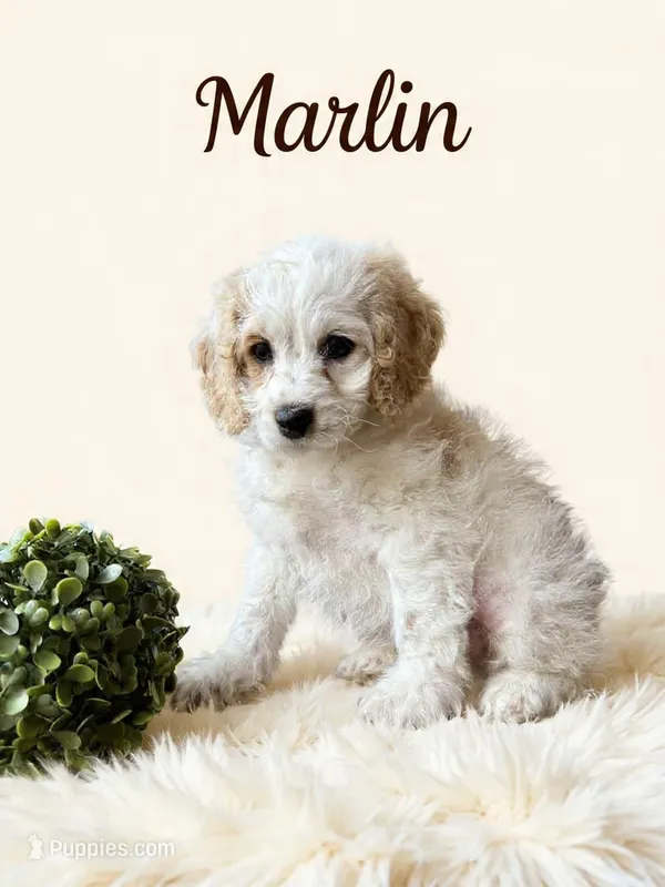 Mini Marlin – Cockapoo puppy for sale in Port Richey, FL