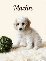 Mini Marlin, a male Cockapoo for sale in Port Richey, FL – 1 of 9