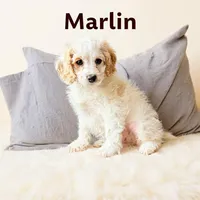 Mini Marlin, a male Cockapoo for sale in Port Richey, FL – 2 of 9