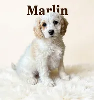 Mini Marlin, a male Cockapoo for sale in Port Richey, FL – 4 of 9
