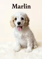Mini Marlin, a male Cockapoo for sale in Port Richey, FL – 8 of 9