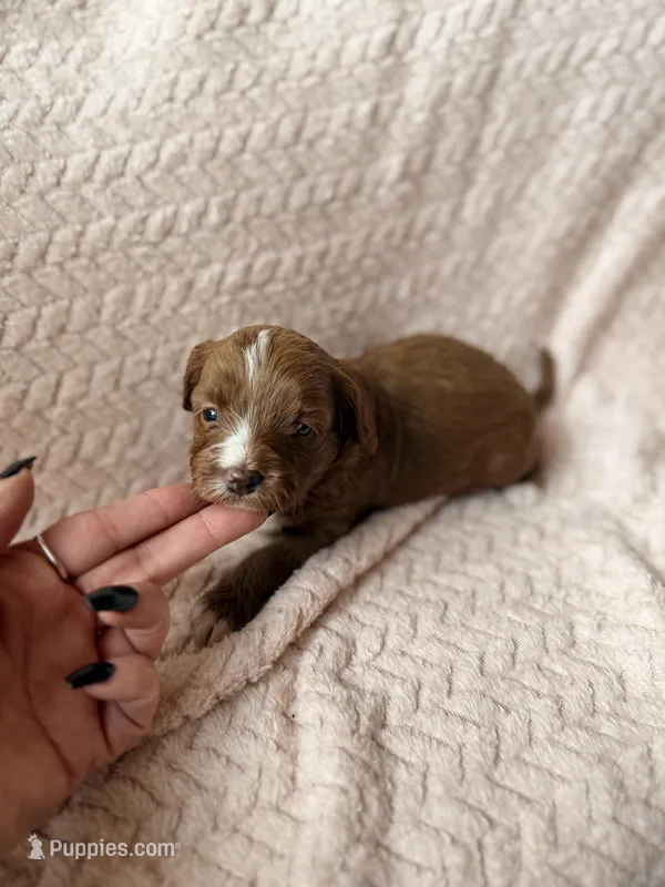 Delta – Miniature Goldendoodle puppy for sale in Port Richey, FL