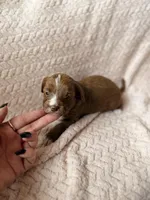 Delta, a male Miniature Goldendoodle for sale in Port Richey, FL – Photo 1 of 9