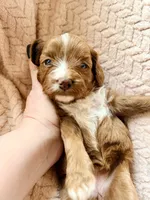 Delta, a male Miniature Goldendoodle for sale in Port Richey, FL – Photo 5 of 9