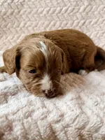 Delta, a male Miniature Goldendoodle for sale in Port Richey, FL – Photo 4 of 9