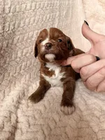 Delta, a male Miniature Goldendoodle for sale in Port Richey, FL – Photo 6 of 9