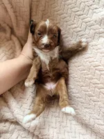 Delta, a male Miniature Goldendoodle for sale in Port Richey, FL – Photo 8 of 9