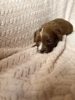 Delta, a male Miniature Goldendoodle for sale in Port Richey, FL – Photo 7 of 9