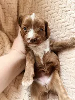 Delta, a male Miniature Goldendoodle for sale in Port Richey, FL – Photo 9 of 9