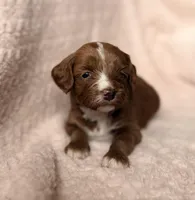 Delta, a male Miniature Goldendoodle for sale in Port Richey, FL – Photo 3 of 9