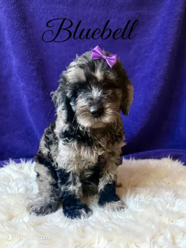 Bluebell – Goldendoodle puppy for sale in Spring Hill, FL