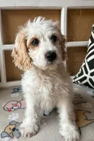 Marlin, a male Cockapoo and Cocker Spaniel for sale in Spring Hill, FL – 1 of 8