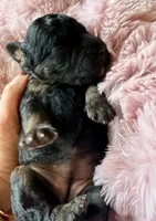 Vega (pink) , a female Miniature Bernedoodle and Miniature Aussiedoodle for sale in Spring Hill, FL – 8 of 10