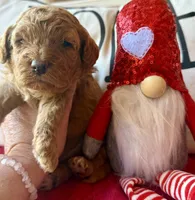 Blue collar , a male Miniature Goldendoodle for sale in Port Richey, FL – Photo 7 of 10