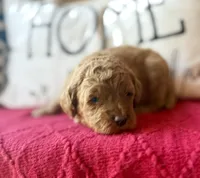 Blue collar , a male Miniature Goldendoodle for sale in Port Richey, FL – Photo 1 of 10
