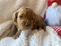 Blue collar , a male Miniature Goldendoodle for sale in Port Richey, FL – Photo 10 of 10