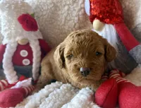 Blue collar , a male Miniature Goldendoodle for sale in Port Richey, FL – Photo 2 of 10