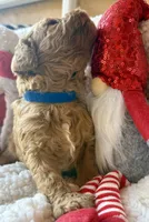 Blue collar , a male Miniature Goldendoodle for sale in Port Richey, FL – Photo 9 of 10
