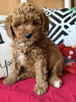 Micro mini Blue , a male Miniature Goldendoodle for sale in Port Richey, FL – Photo 1 of 10