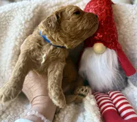 Blue collar , a male Miniature Goldendoodle for sale in Port Richey, FL – Photo 8 of 10