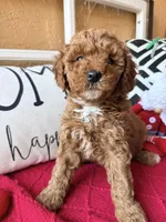 Micro mini Blue , a male Miniature Goldendoodle for sale in Port Richey, FL – Photo 4 of 10