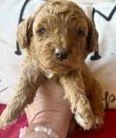 Blue collar , a male Miniature Goldendoodle for sale in Port Richey, FL – Photo 6 of 10