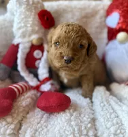Blue collar , a male Miniature Goldendoodle for sale in Port Richey, FL – Photo 5 of 10