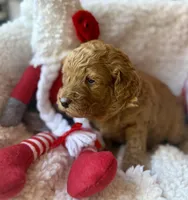 Blue collar , a male Miniature Goldendoodle for sale in Port Richey, FL – Photo 3 of 10