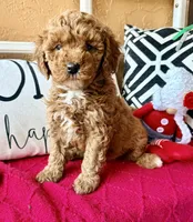 Micro mini Blue , a male Miniature Goldendoodle for sale in Port Richey, FL – Photo 5 of 10