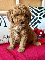 Micro mini Blue , a male Miniature Goldendoodle for sale in Port Richey, FL – Photo 2 of 10