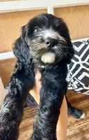 Liberty, a female Miniature Bernedoodle for sale in Spring Hill, FL – 6 of 10
