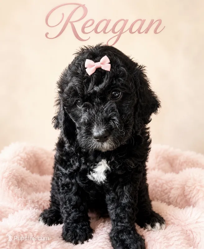 Reagan – Miniature Bernedoodle puppy for sale in Spring Hill, FL