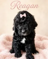 Reagan, a female Miniature Bernedoodle for sale in Spring Hill, FL – 3 of 10