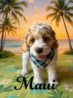 Maui, a male Cockapoo and Cocker Spaniel for sale in Spring Hill, FL – 7 of 10
