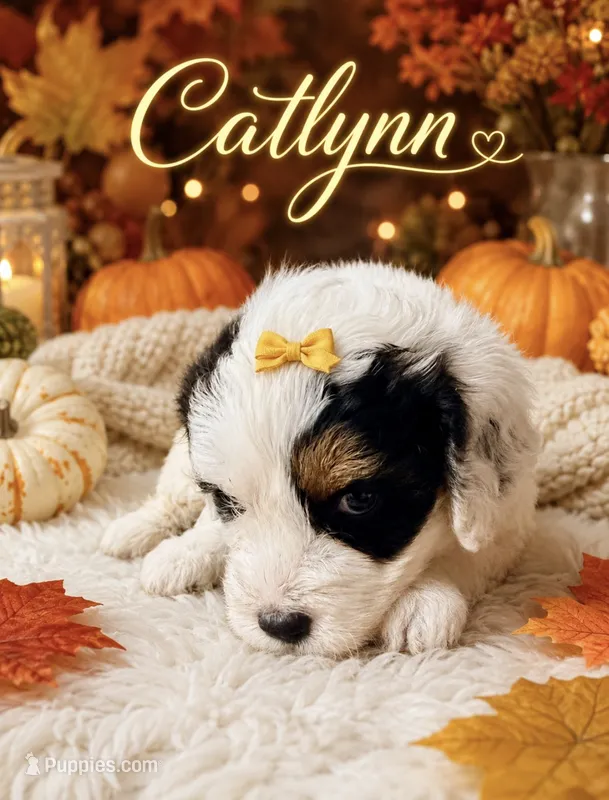 Catlynn Yellow – Miniature Bernedoodle, Miniature Goldendoodle puppy for sale in Spring Hill, FL