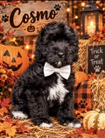 Cosmo, a male Miniature Bernedoodle and Miniature Goldendoodle for sale in Spring Hill, FL – 4 of 10