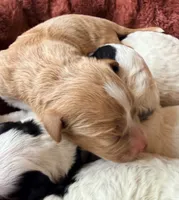 Blue collar, a male Poodle - Toy  and Miniature Goldendoodle for sale in Spring Hill, FL – 2 of 8