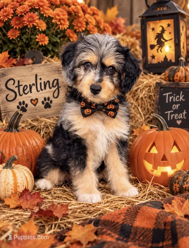 Sterling (Toy) – Miniature Aussiedoodle puppy for sale in Spring Hill, FL
