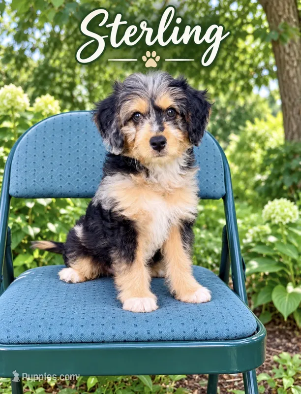Sterling (Toy) – Miniature Aussiedoodle puppy for sale in Spring Hill, FL