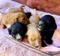 Reagan, a female Miniature Bernedoodle for sale in Spring Hill, FL – 8 of 10