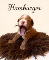Micro Mini Burger, a male Miniature Goldendoodle for sale in Spring Hill, FL – 2 of 10
