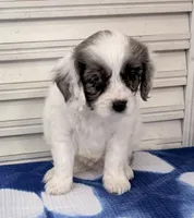 Edgar -one blue eye , a male Cavapoo for sale in Spring Hill, FL – 6 of 10