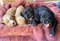 Lincoln, a male Miniature Bernedoodle for sale in Spring Hill, FL – 8 of 10