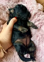 Vega (pink) , a female Miniature Bernedoodle and Miniature Aussiedoodle for sale in Spring Hill, FL – 5 of 10
