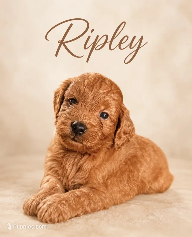 Ripley  – Miniature Goldendoodle puppy for sale in Spring Hill, FL
