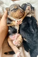 Sterling, a male Toy Australian Shepherd and Miniature Aussiedoodle for sale in Spring Hill, FL – 8 of 8