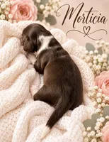 Morticia, a female Miniature Dachshund for sale in Spring Hill, FL – 9 of 10